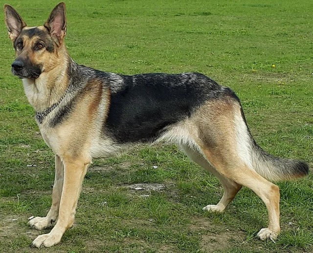A Short-Haired German Shepherd dog